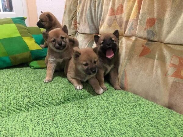 Shiba-Inu-Welpen suchen ein neues Zuhause.