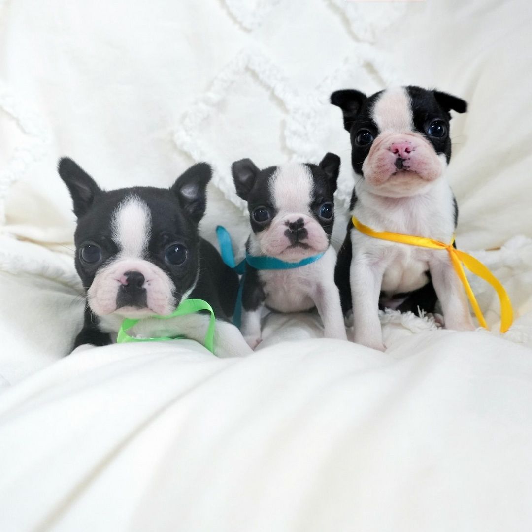 Boston Terrier Welpen abzugeben.