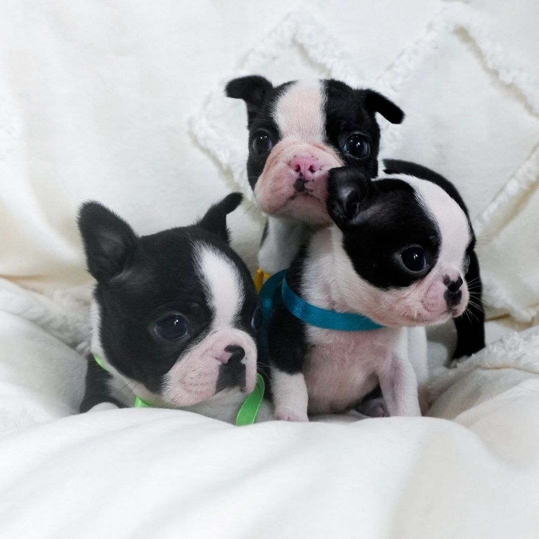 Boston Terrier Welpen abzugeben.