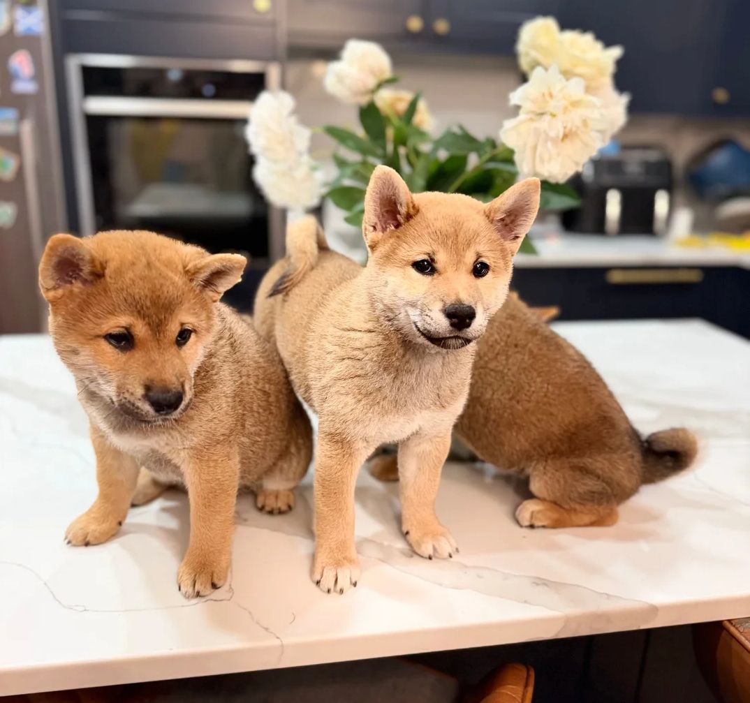 Shiba-Inu-Welpen suchen ein neues Zuhause.