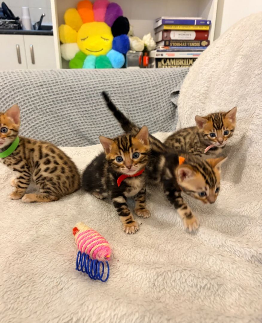 Bengalkätzchen zur Adoption.