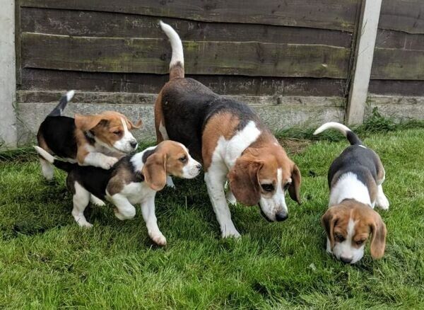 Beagle-Welpen suchen ein neues Zuhause.