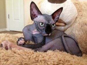 Wunderschönes weibliches Sphynx-Kätzchen „Viola“ – bereit für den Umzug