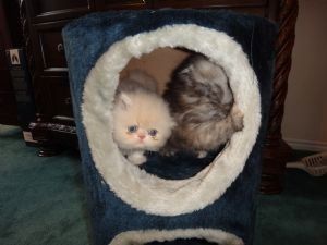 Perser-Kätzchen (Tabby-Zeichnung) zu verkaufen