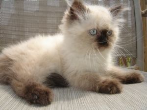 Ragdoll-Kätzchen (männlich und weiblich) abgabebereit.