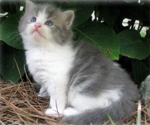 Süßes und wunderschönes Perserkätzchen (Blue Point) zur Adoption