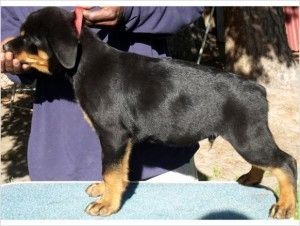 Bezaubernde Rottweiler-Welpen suchen ein neues Zuhause