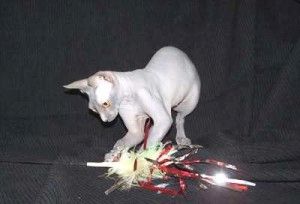 Sphynx-Kätzchen – Tierärztlich untersucht – Gesundheitsgarantie