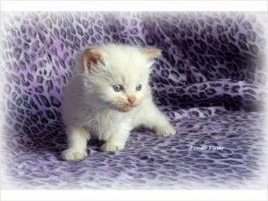 Wunderschöne Ragdoll-Katzen