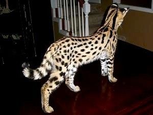 Savannah- und Serval-Kätzchen abzugeben