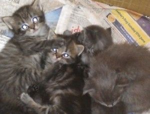 Süße Ragdoll-Kätzchen suchen ein neues Zuhause.