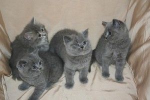 Britisch-Kurzhaar-Katzen suchen ein Zuhause.