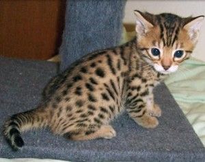 Wunderschöne Bengal-Kätzchen zu verkaufen.