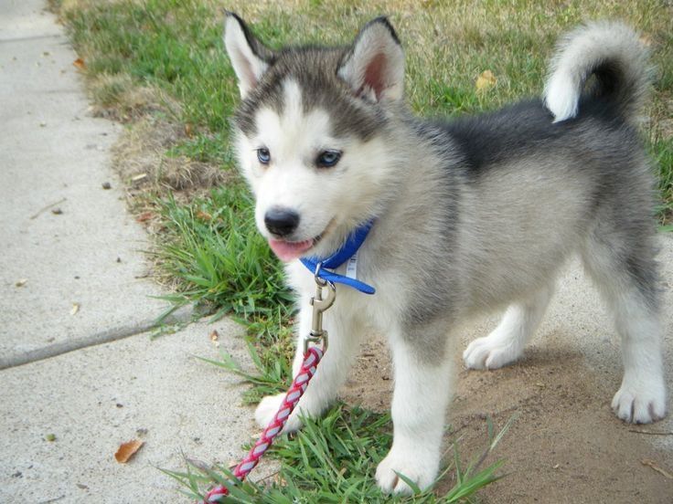 Siberian-Husky-Welpen. WhatsApp: +44 7469 456352