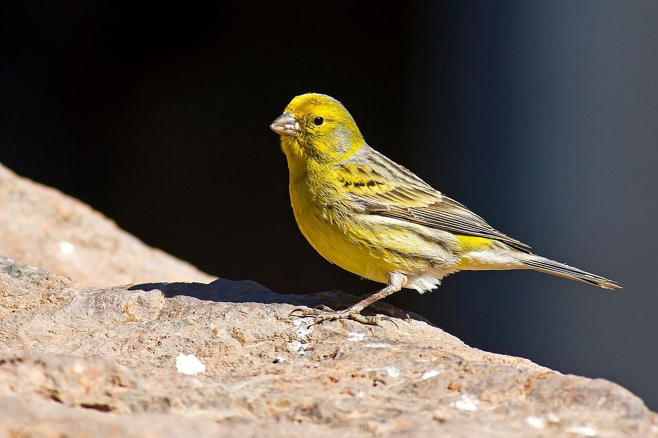 Gebe ab 4 Kanarienvögel naturfarben