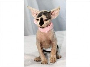TICA-registrierte Sphynx-Kätzchen suchen ein neues Zuhause