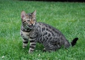 Bengal-Kätzchen