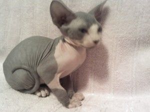 Drei Sphynx-Kätzchen zu verkaufen