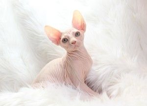 Zwei Bengal-Sphynx-Katzen zu verkaufen