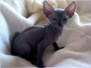 Sphynx-Kätzchen (haarlose Rasse) suchen ein neues Zuhause