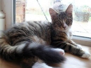 Maine-Coon-Kater (Farbe: Brown Tabby)