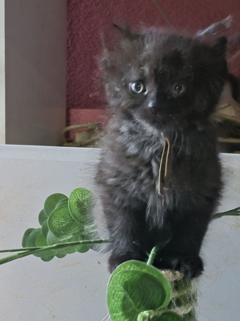 Mainecoon Kätzchen Kitten Katzenbabys