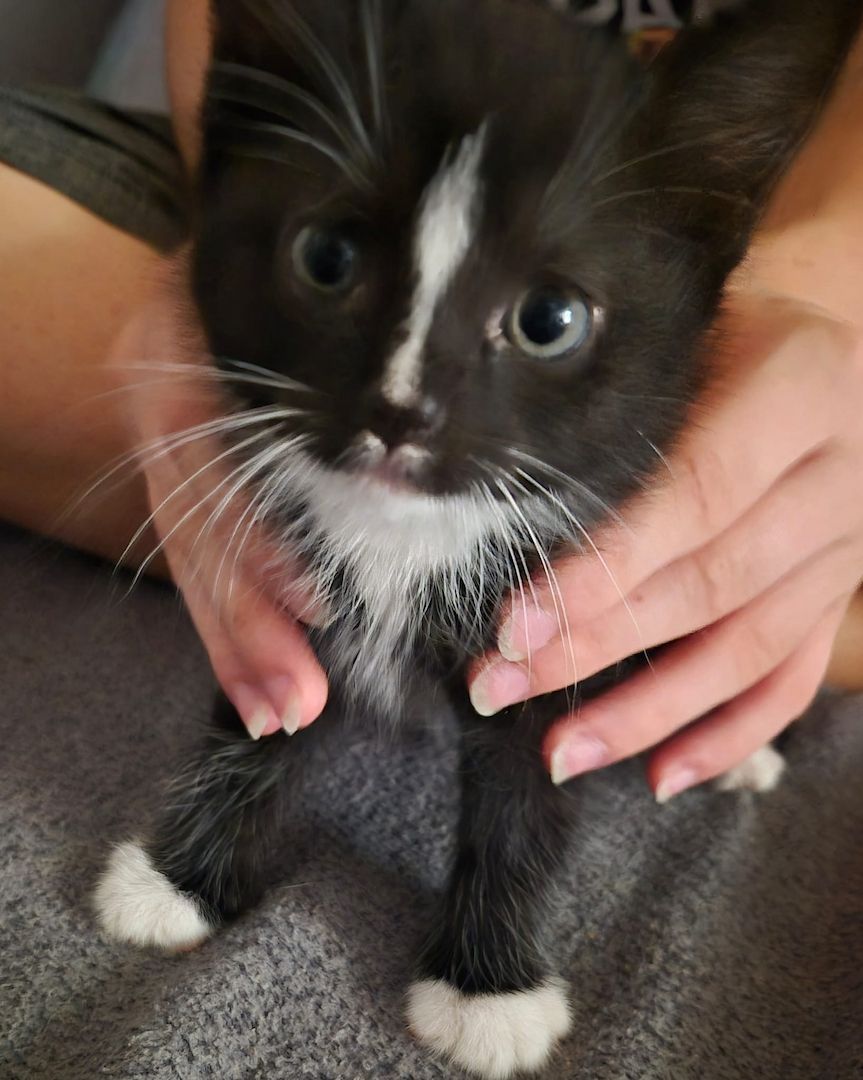 Mainecoon Kätzchen Kitten Katzenbabys