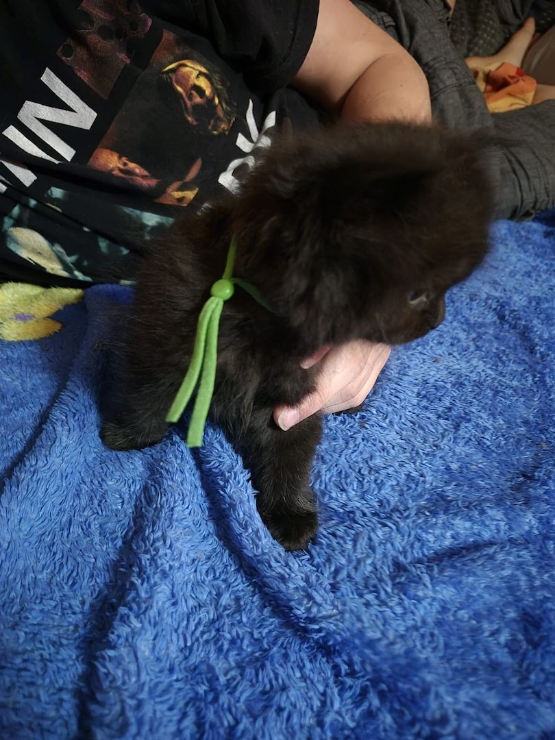 Mainecoon Kätzchen Kitten Katzenbabys
