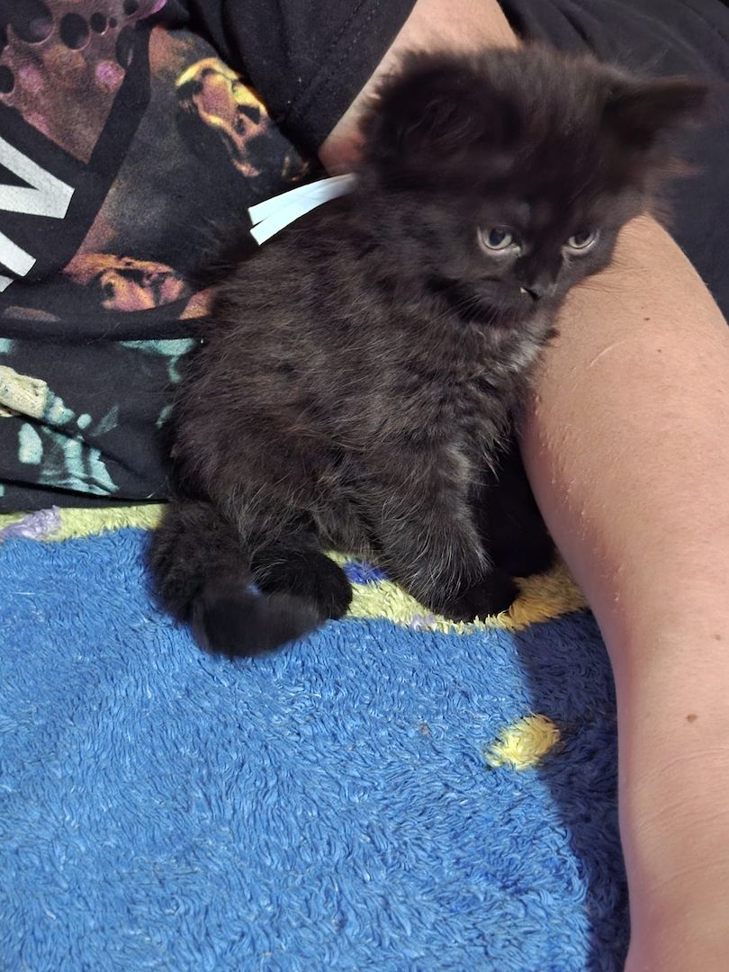 Mainecoon Kätzchen Kitten Katzenbabys