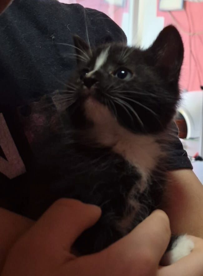 Mainecoon Kätzchen Kitten Katzenbabys