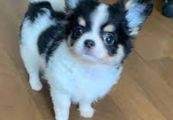 Chihuahua abzugeben