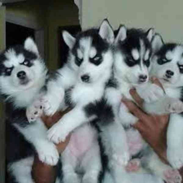 Liebliche Siberian Husky Welpen zu vermitteln