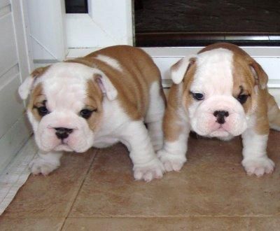 Entzückende Bulldoggen-Welpen zur kostenlosen Abgabe