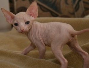 Haarlose Sphynx-Kätzchen