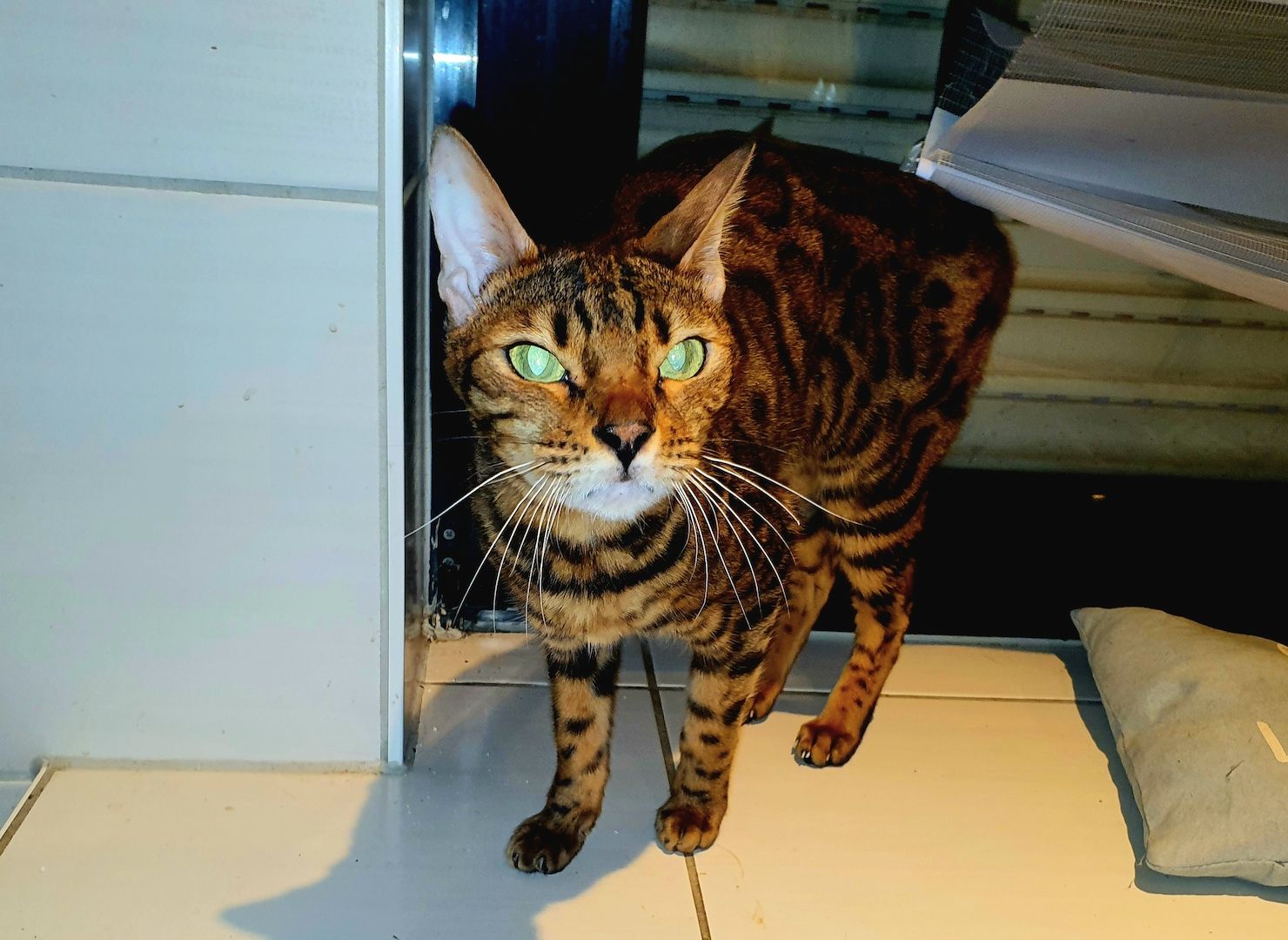 Hochwertiger Bengal Kater 5 Jahre alt verschmust und lieb mit Papieren