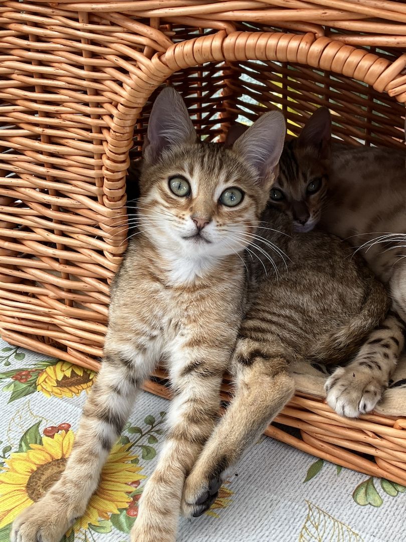 Bengal Mix Kitten Katze