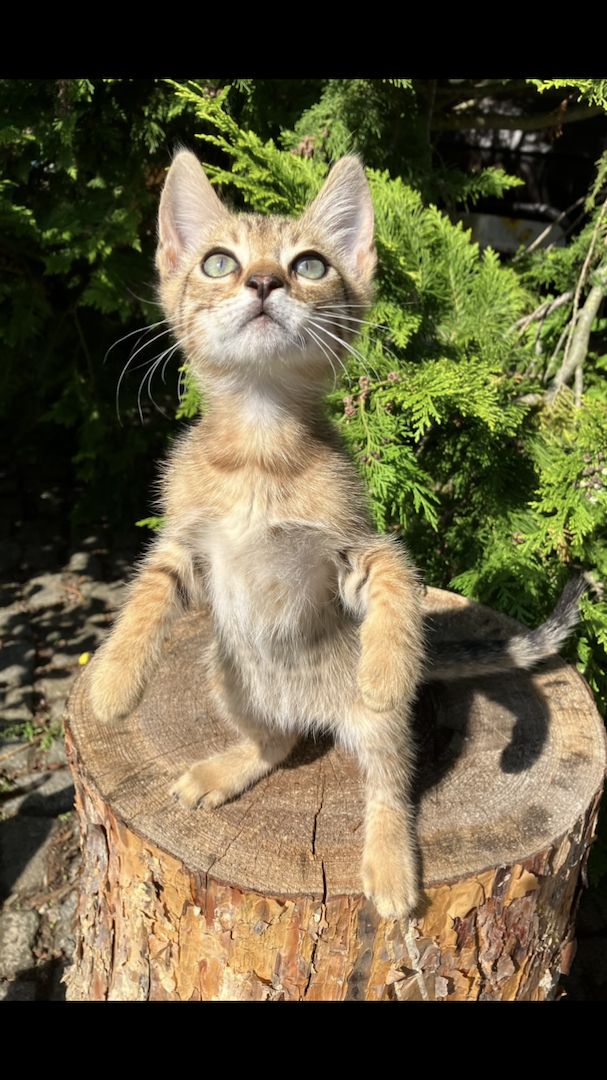 Bengal Mix Kitten Katze