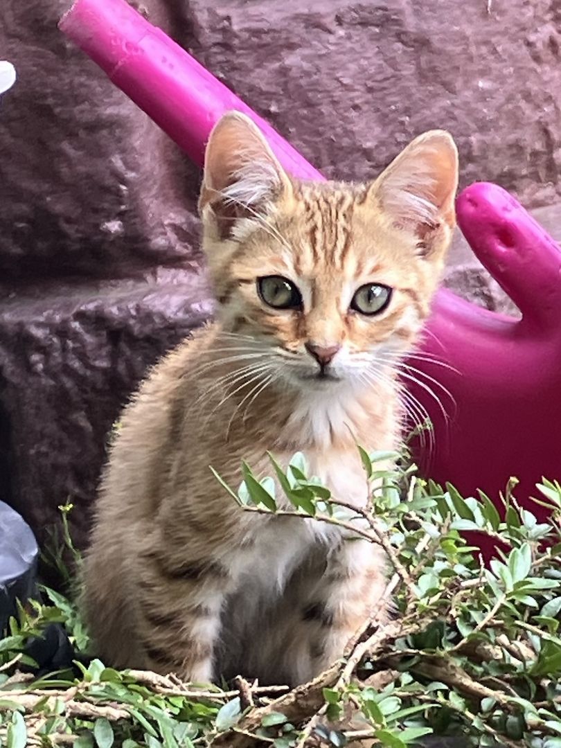 Bengal Mix Kitten Katze