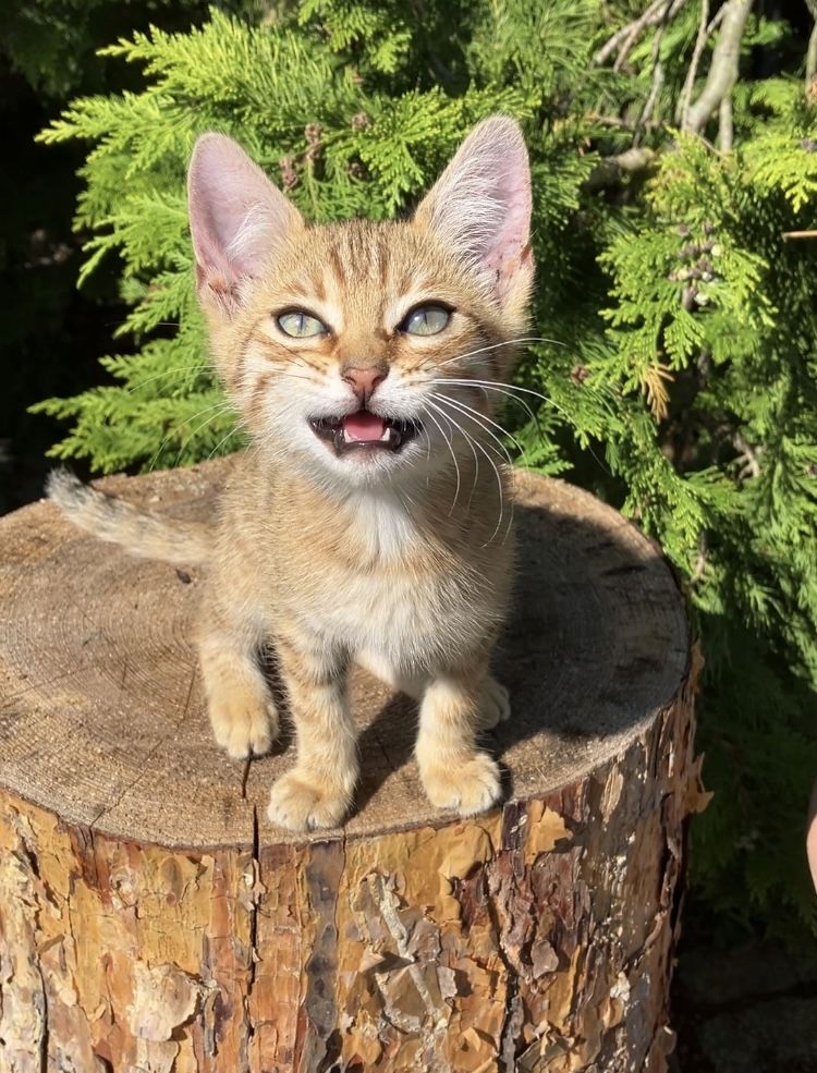 Bengal Mix Kitten Katze