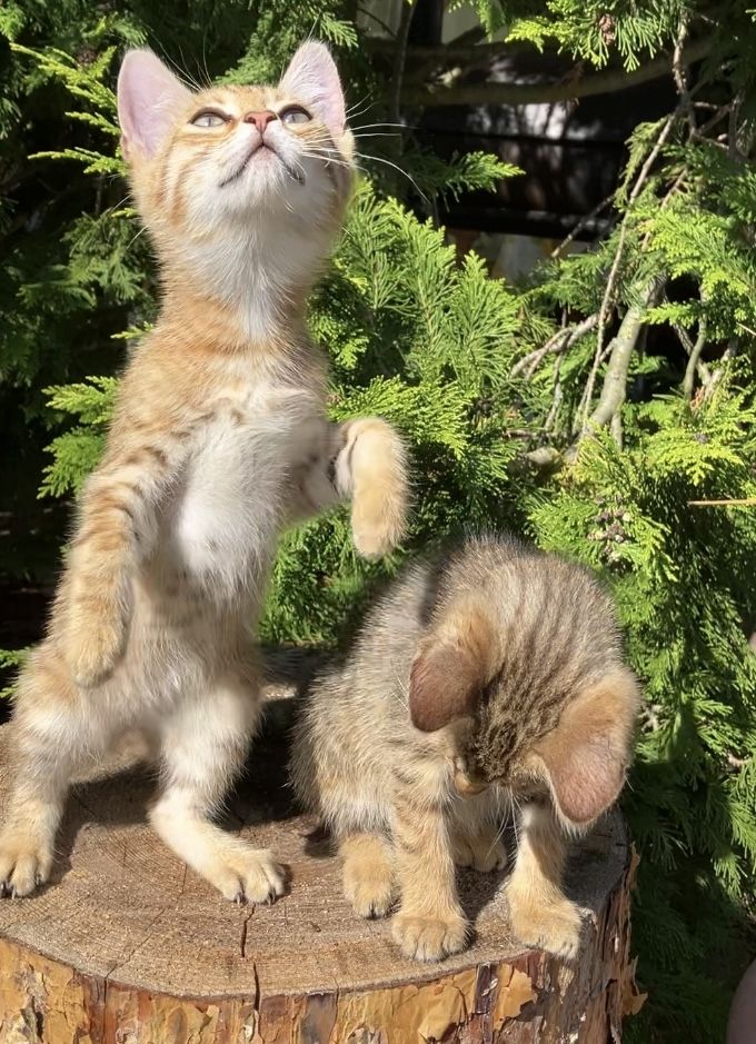 Bengal Mix Kitten Katze
