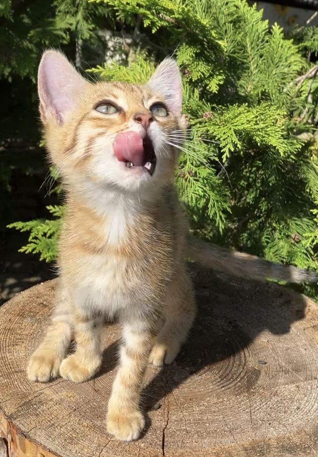 Bengal Mix Kitten Katze