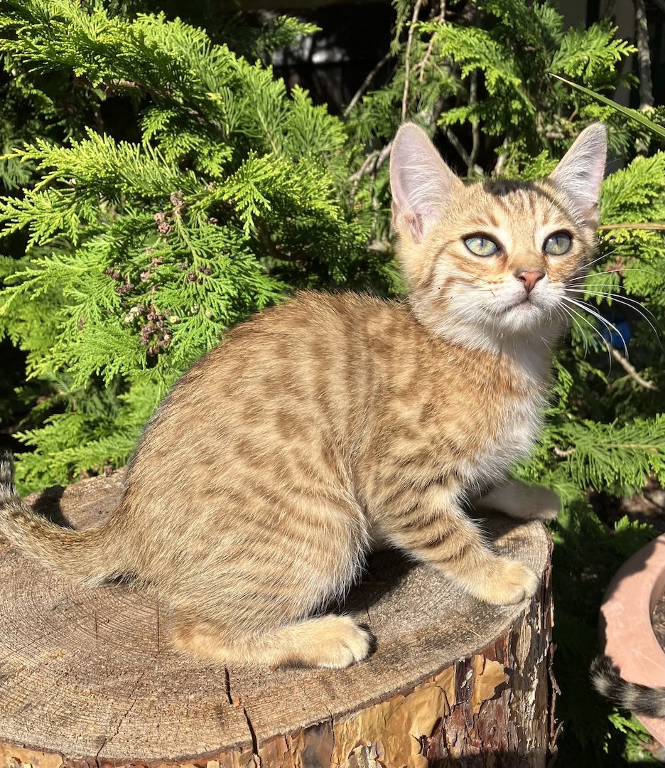 Bengal Mix Kitten Katze