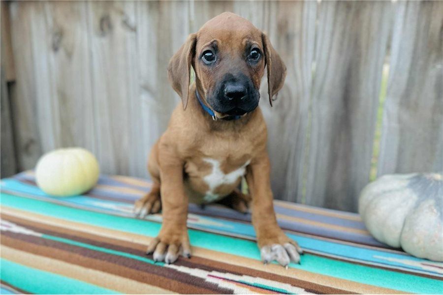 Rhodesian-Ridgeback-Welpen. WhatsApp: +44 7469 456352