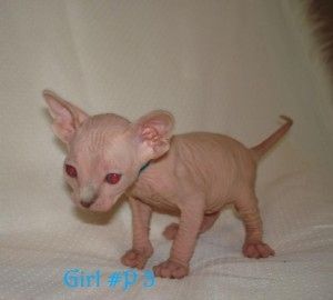 Wunderschönes weibliches TICA-Sphynx-Kätzchen