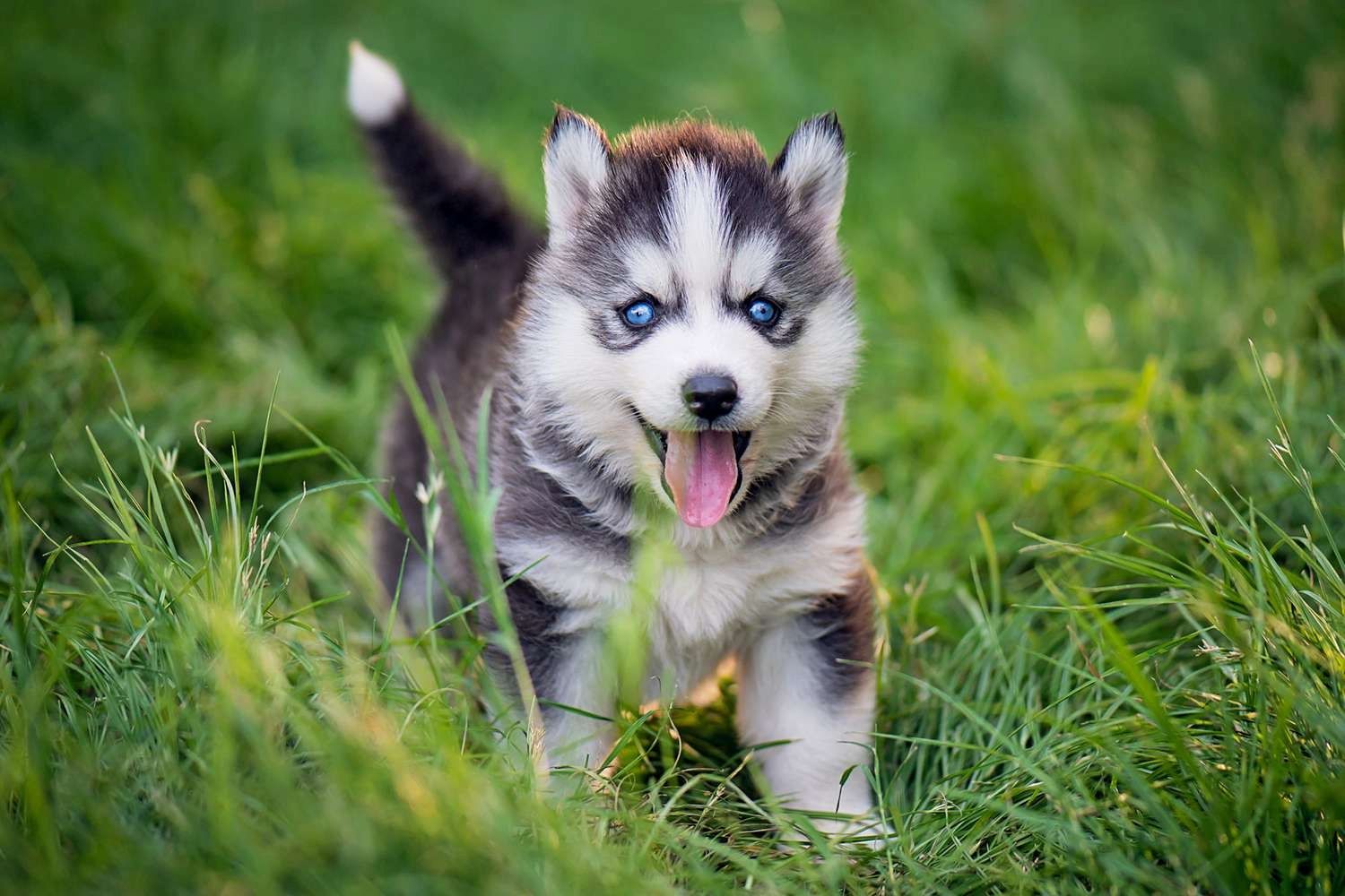 Siberian-Husky-Welpen. WhatsApp: +44 7469 456352