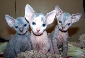 Sphynx-Kätzchen suchen ein neues Zuhause