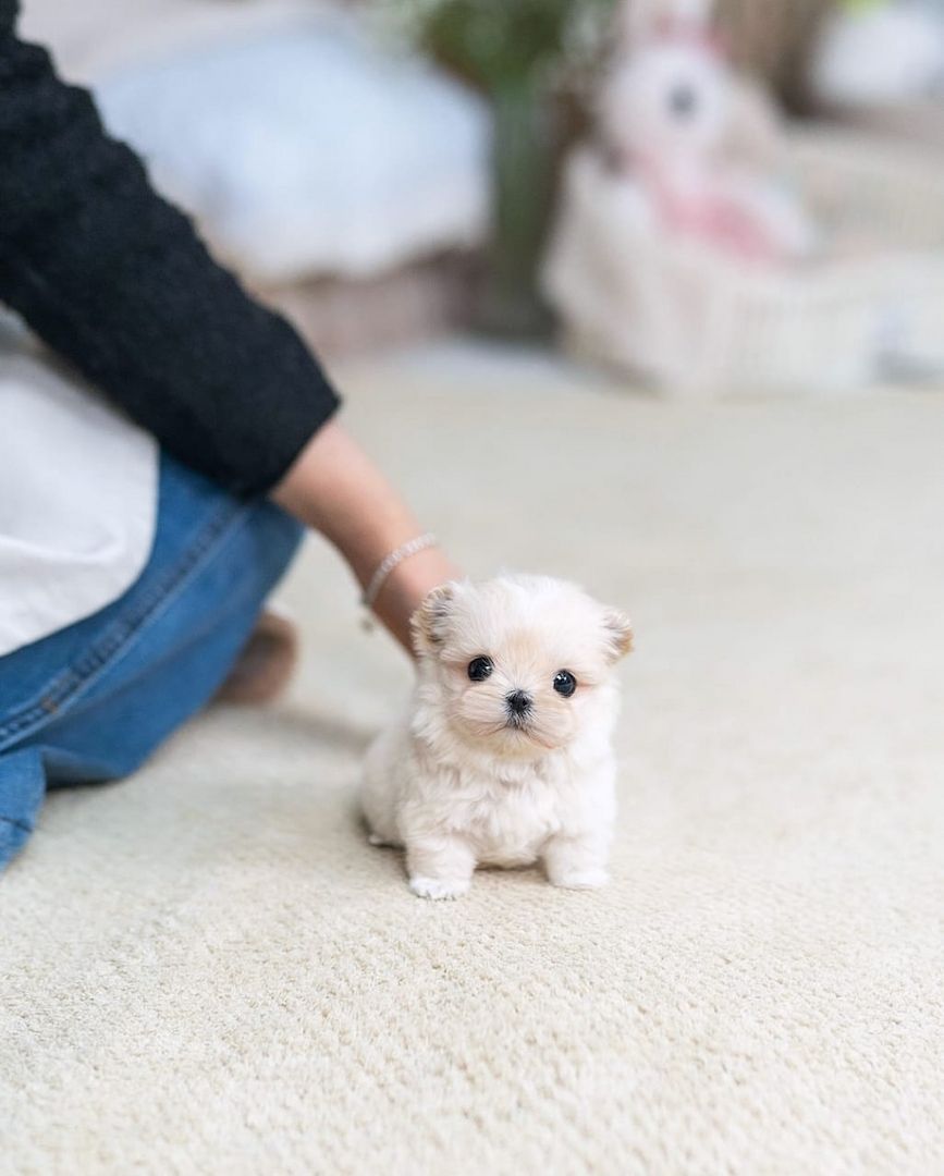 Entzückende Maltipoo-Welpen suchen ein liebevolles Zuhause!