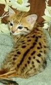 Wunderschöne Savannah-Katze (F2) verfügbar