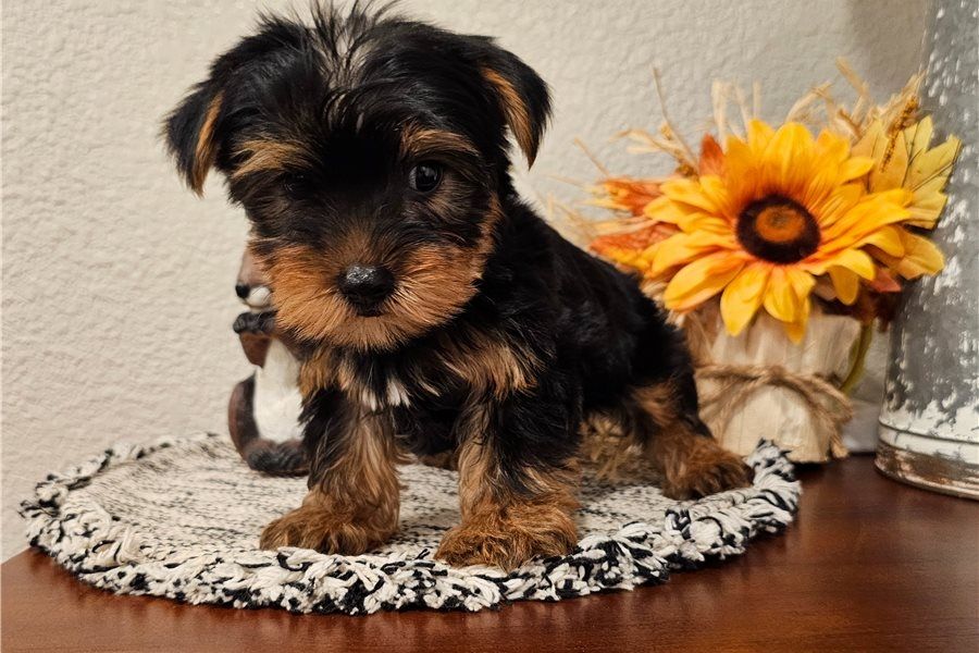 Yorkie-Welpen. WhatsApp: +44 7469 456352