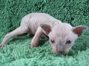 Männliche Sphynx-Katze